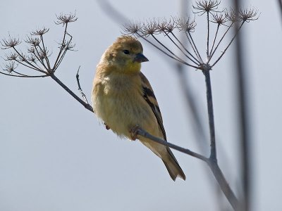 Pacific Slope Flycatcher _8269853.jpg