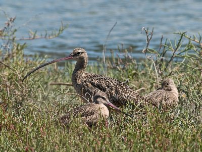Long-billed Curlew with chicks _8300390.jpg