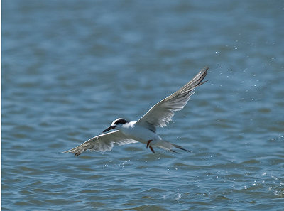 Juvenile Forsters Tern _8300424.jpg