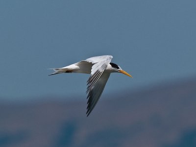 Royal Tern _8290339.jpg