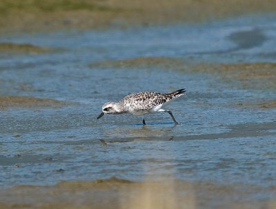 Semipalmated Sandpiper _8290207.jpg