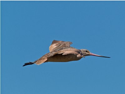 Marbled Godwit _8290365.jpg