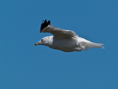 Ring-billed Gull _8270004.jpg