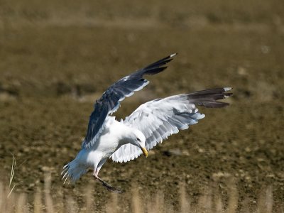 Western Gull landing  _8290205.jpg