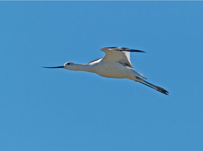Avocet _9050681.jpg