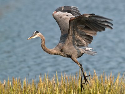 Great Blue Heron _9060831.jpg