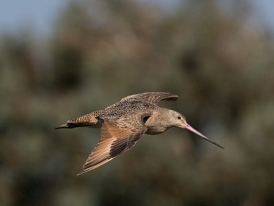 Marbled Godwit _9050734.jpg