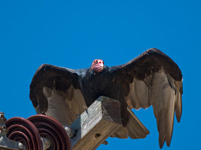Turkey Vulture _9020599.jpg