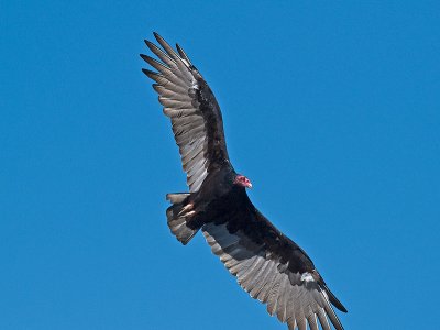 Turkey Vulture _9020602.jpg