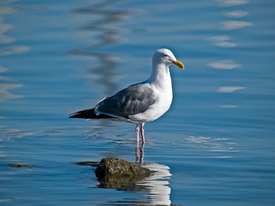 Western Gull _9050637.jpg