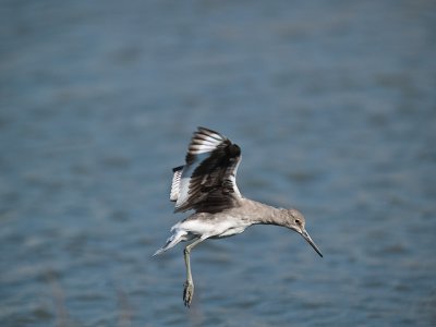 Willet landing _9050753.jpg