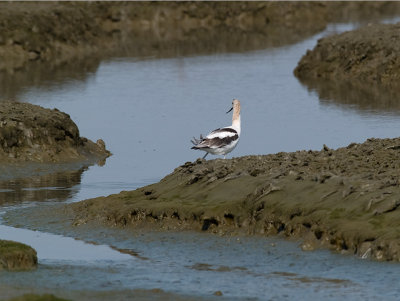 Avocet _9101003.jpg