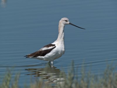 Avocet _9111115.jpg