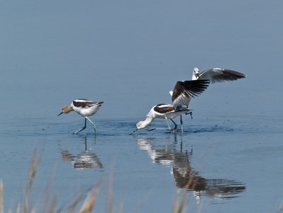 Avocets at Play _9111043.jpg