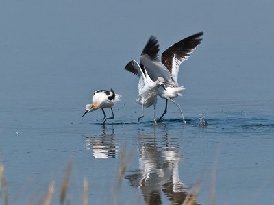 Avocets at Play _9111044.jpg