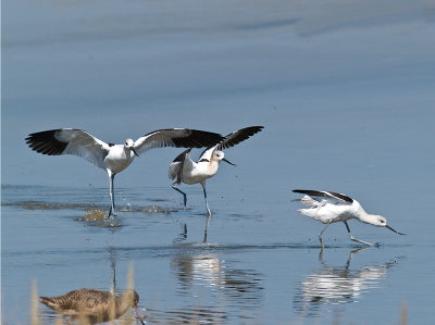 Avocets at Play _9111048.jpg