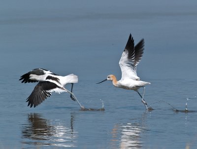 Avocets at Play _9111050.jpg