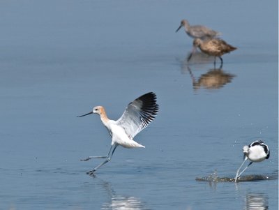 Avocets at Play _9111051.jpg