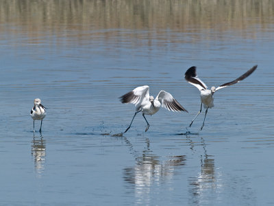 Avocets at Play _9111053.jpg