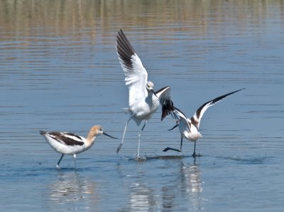 Avocets at Play _9111064.jpg