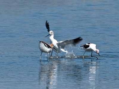 Avocets at Play _9111072.jpg