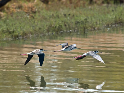 Black-necked Stilts _9101028.jpg