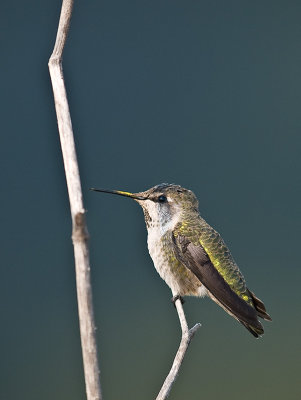 Hummer _9111032.jpg