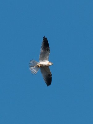 Juv. White-tailed Kite  _9100958.jpg