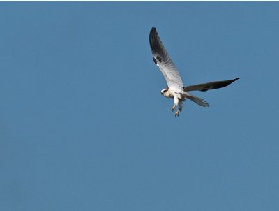 Juv. White-tailed Kite _9131203.jpg