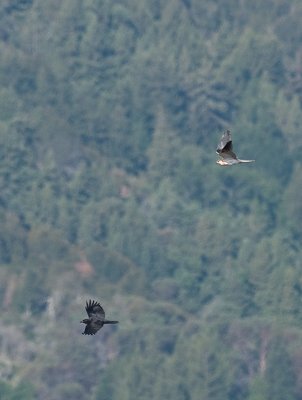 Kite and Crow _9131162.jpg