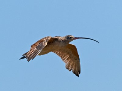 Long-billed Curlew _9111099.jpg
