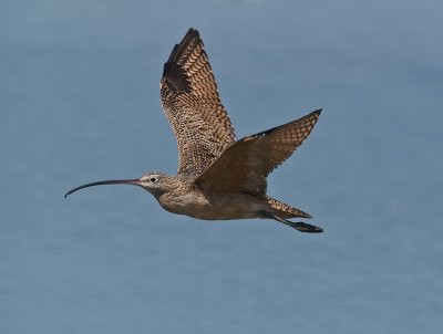 Long-billed Curlew _9111102.jpg
