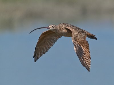 Long-billed Curlew _9111112.jpg