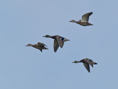 Mallards _9111035.jpg