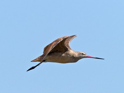 Marbled Godwit _9111097.jpg