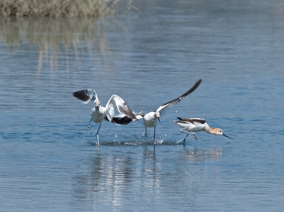 Avocets at Play _9111079.jpg