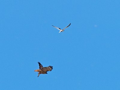 Kite chasing away a Hawk _9171347.jpg