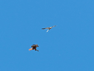 Kite chasing away a Hawk _9171348.jpg