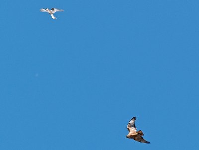 Last pass,  Hawk  leaves  _9171351.jpg