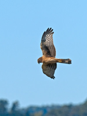 Northern Harrier  _9291689.jpg