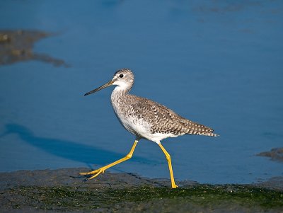 Lesser Yellowlegs _9251557.jpg