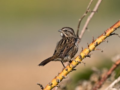 Salt Marsh Sparrow _9251535.jpg