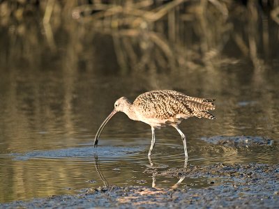 Long-billed Curlew _9291727.jpg