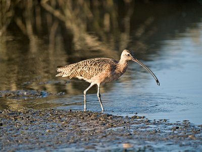Long-billed Curlew _9291733.jpg