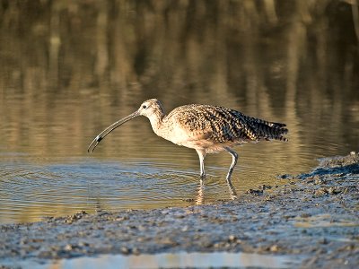 Long-billed Curlew _9291740.jpg