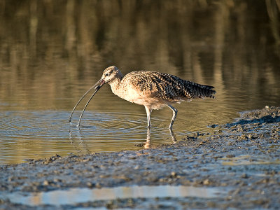 Long-billed Curlew _9291741.jpg