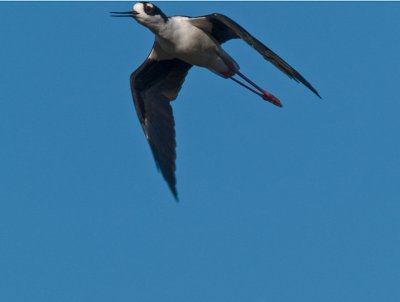 Black-necked Stilt _A011850.jpg