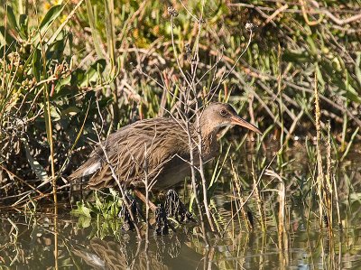 Clapper Rail _A011822.jpg