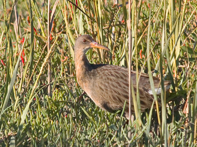 Clapper Rail _A011831.jpg