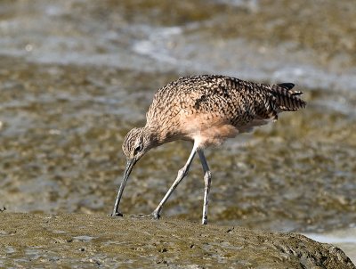 Long-billed Curlew  _A051889.jpg